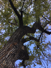 Populus deltoides