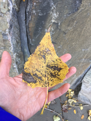 Populus deltoides