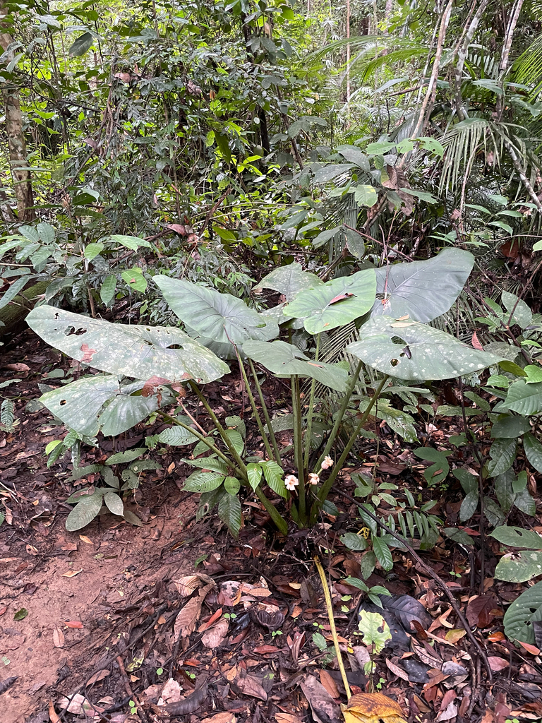 Alocasia scabriuscula