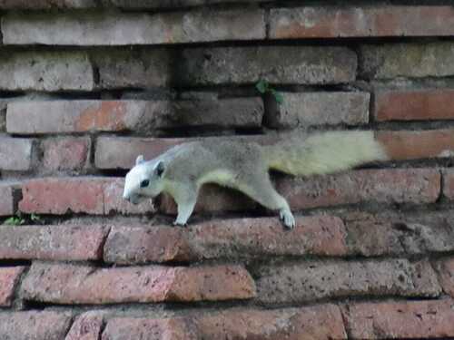 Finlayson's Squirrel