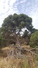 Melaleuca lanceolata