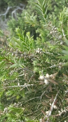 Melaleuca lanceolata