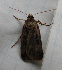 Pseudohermonassa tenuicula