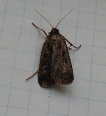 Pseudohermonassa tenuicula