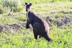 Osphranter robustus robustus