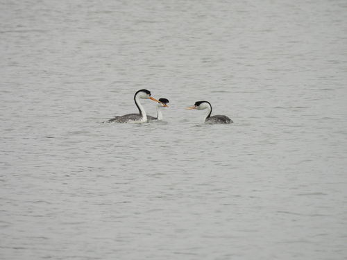 iNaturalist observation photo of Clark's Grebe
