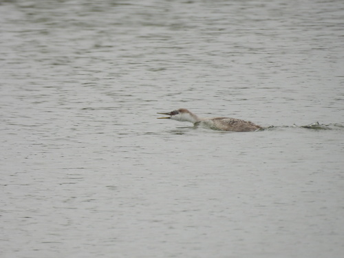 iNaturalist observation photo of Western Grebe