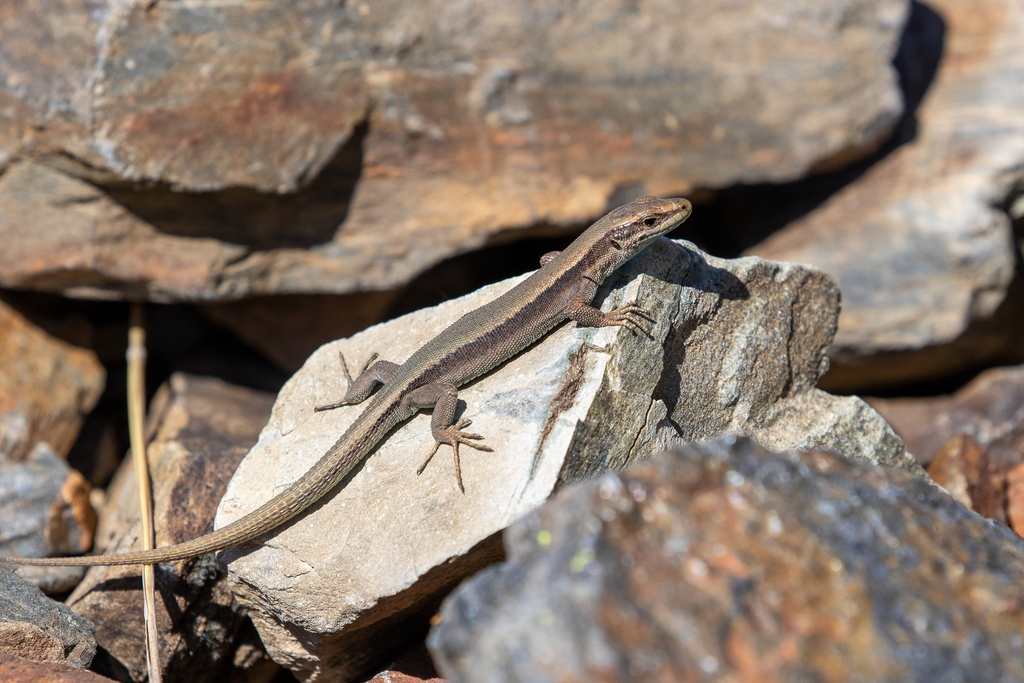 Pyrenean Rock Lizard