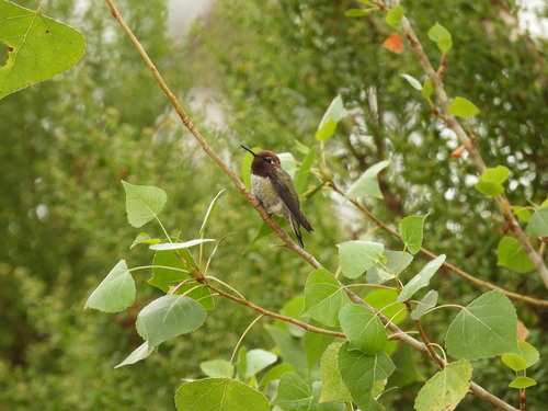 iNaturalist observation photo of Anna's Hummingbird