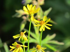 Tephroseris integrifolia
