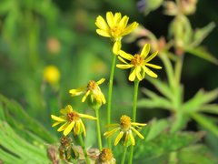 Tephroseris integrifolia
