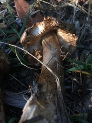 Rhacodium