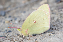 Colias gigantea