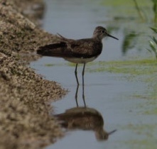 Solitary Sandpiper