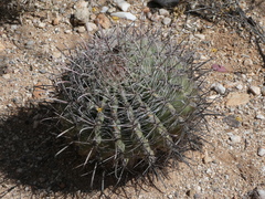 Ferocactus wislizeni