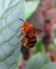 Amegilla subinsularis