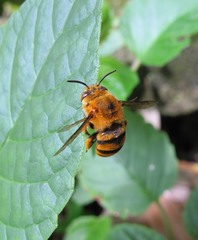 Amegilla subinsularis