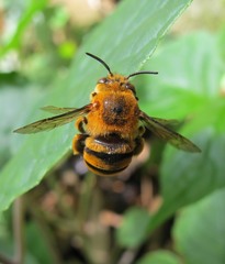 Amegilla subinsularis
