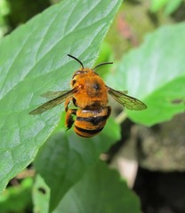 Amegilla subinsularis