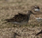 Pectoral Sandpiper