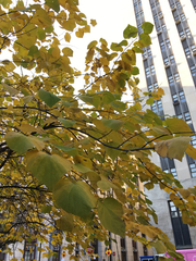 Cercis canadensis
