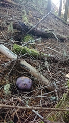 Thaxterogaster occidentalis