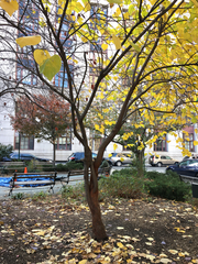 Cercis canadensis