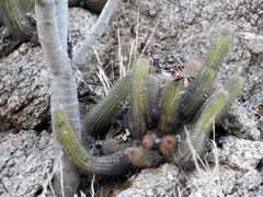 Trichocereus strigosus
