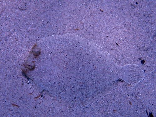 Bothus podas