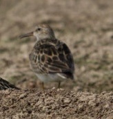 Pectoral Sandpiper
