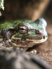 Hyla japonica
