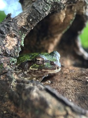 Hyla japonica