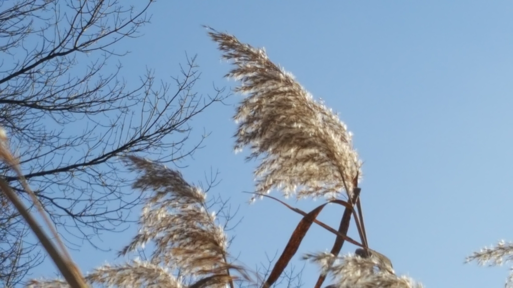 Reeds, Giant Canes, and allies