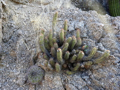Trichocereus strigosus