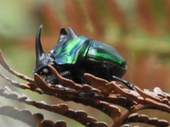 Oxysternon conspicillatum