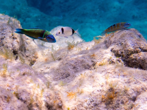 Thalassoma pavo