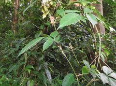 Tetrastigma planicaule