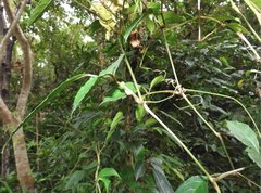 Tetrastigma planicaule