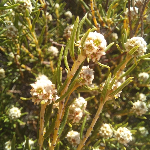 Gonna Hardleaf (Phylica wittebergensis)