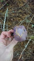 Thaxterogaster occidentalis