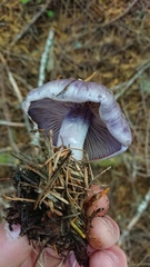 Thaxterogaster occidentalis