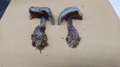 Thaxterogaster occidentalis