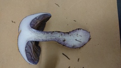 Thaxterogaster occidentalis