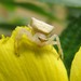 Masked Crab Spider - Photo (c) Pieter Prins, some rights reserved (CC BY-NC), uploaded by Pieter Prins