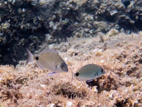 Diplodus sargus