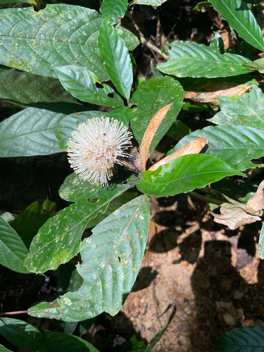 Myrmeconauclea strigosa observed 2024-11-28