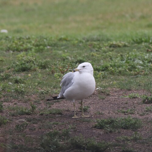 Ring-billed Gull photographed in Michigan