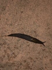 Limax maximus