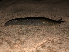 Limax maximus