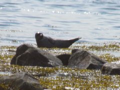 Pusa hispida hispida